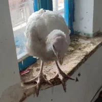 بوغلمون محلی و ماشینی زیر قیمت|حیوانات مزرعه|آستانه اشرفیه, |دیوار