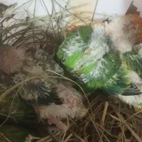 کوتوله برزیلی سرلاکی