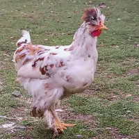 خروس کاکلی ۵ ماهه|حیوانات مزرعه|رشت, قاسمیه|دیوار