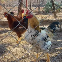 خروس ۸ ماهه جوان