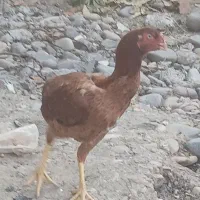 مرغ لاری جوان
