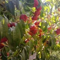 ویلایی یوسف رضا(املاک حسینی)