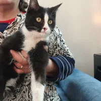 واگذاری گربه با شرایط