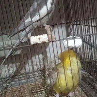 عروس هلندی|پرنده|آستانه اشرفیه, |دیوار