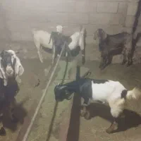 کهره فروشی رمکان