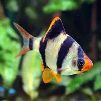 فروش ماهی تزئینی و آکواریوم