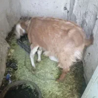 یه بز نژدی ماده