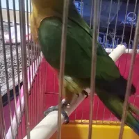 فروش یک عدد طوطی خورشیدی