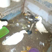 اردک بالغ و بزرگ