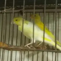 قناری.طوطی عروس.وبریزیلی.|پرنده|آستانه اشرفیه, |دیوار