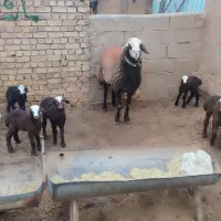 قوچ|حیوانات مزرعه|تربت جام, جامرود|دیوار