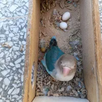 طوطی کوتوله تخم گذار