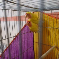 کوتوله برزیلی