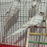 عروس مولد با تخم و جوجه همه نژاد|پرنده|خرمدره, |دیوار