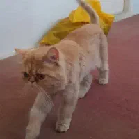 گربه پرشین ماده