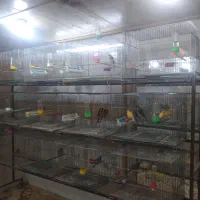 قناری نر قناری اهوازی سهره اهوازی قناری سوپر