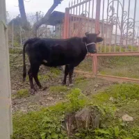 گاو شکم دار|حیوانات مزرعه|تالش, هشتپر|دیوار