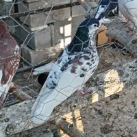 کبوتر یال|پرنده|شهرضا, |دیوار