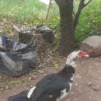فروش اردک اسرائیلی نر بالغ