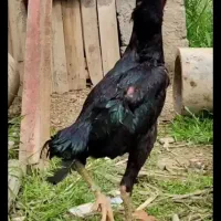 دو تا خروس لاری اصیل فروشی