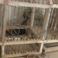 قفس سهره دست ساز دوطرفه