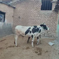 گاو آبستن