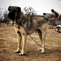 واگذاری سگ سرابی