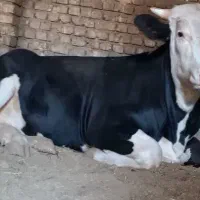 گوساله نر