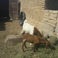 ۶عددبزبه همراه۳بزغاله|حیوانات مزرعه|بجستان, |دیوار