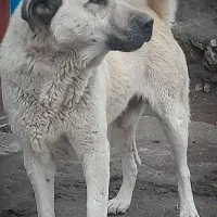 سلام سگ