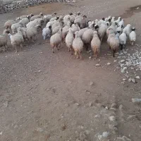 میش بره|حیوانات مزرعه|پلدختر, |دیوار