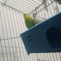 2عدد مرغ عشق نر و ماده