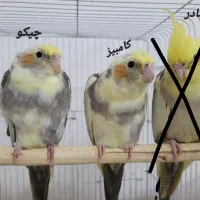 ۳ عدد عروس هلندی