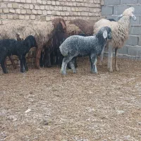 ۴رس|حیوانات مزرعه|جوادآباد, |دیوار