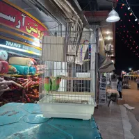 طوطی برزیلی کاملآ اهلی رام وبازیگوش با قفس|پرنده|اندیشه, اندیشه فاز ۴|دیوار
