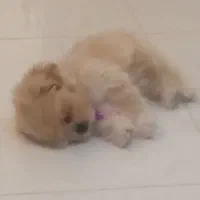 سگ .جفتگیری|سگ|مشهد, الهیه|دیوار