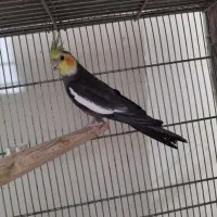 نر سینامون کار داده عروس هلندی