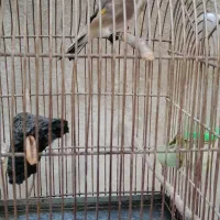 سره ماده|پرنده|تهران, اسکندری|دیوار