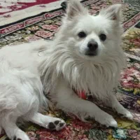 سگ شیتزوپارمین|سگ|خرمدره, |دیوار