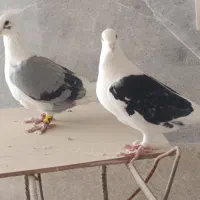 کفتر پشتی .گلی.بزک سینه سفید .ماده قره سوسنی