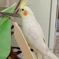 معاوضه عروس هلندی