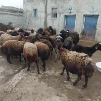 میش جوان درجه یک