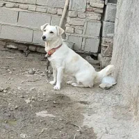 سگ.