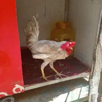 خروس سفید و سالم