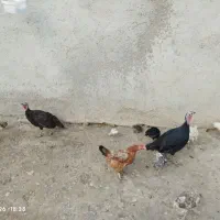 بوقلمون