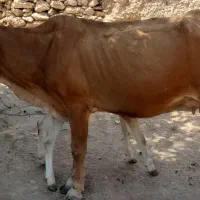 گاو وگوساله نر