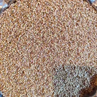 گشنیز|عمدهفروشی|کنگاور, |دیوار