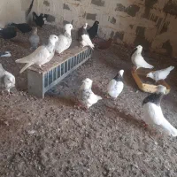 دمسفید وطوقی|پرنده|بوشهر, |دیوار