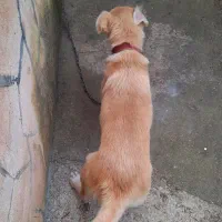 واگذاری سگ رایگان|سگ|ماسال, |دیوار