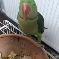 طوطی .شاه طوطی نر